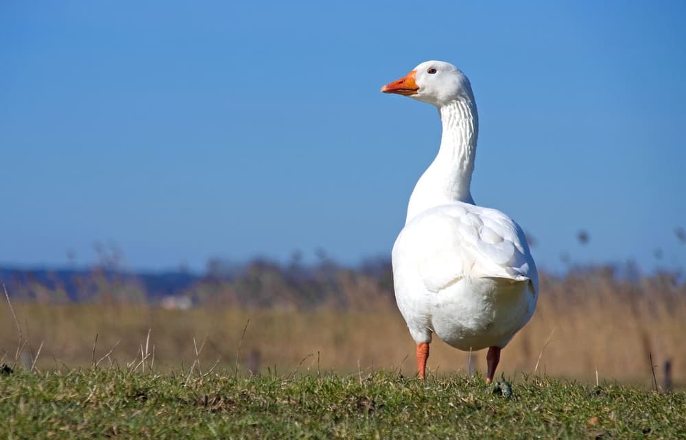Gęś Pipa – o co chodzi, skąd się wzięła, gdzie kupić, cena, ostrzeżenie UOKiK