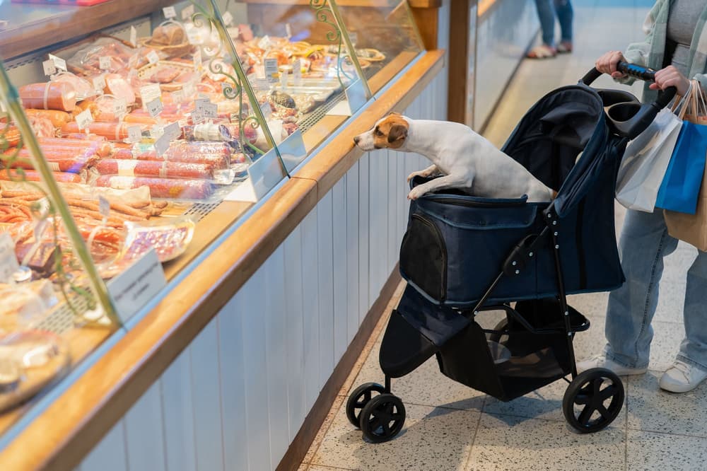 Dog parenting – na czym polega ten trend? Dog parenting – na czym polega ten trend?