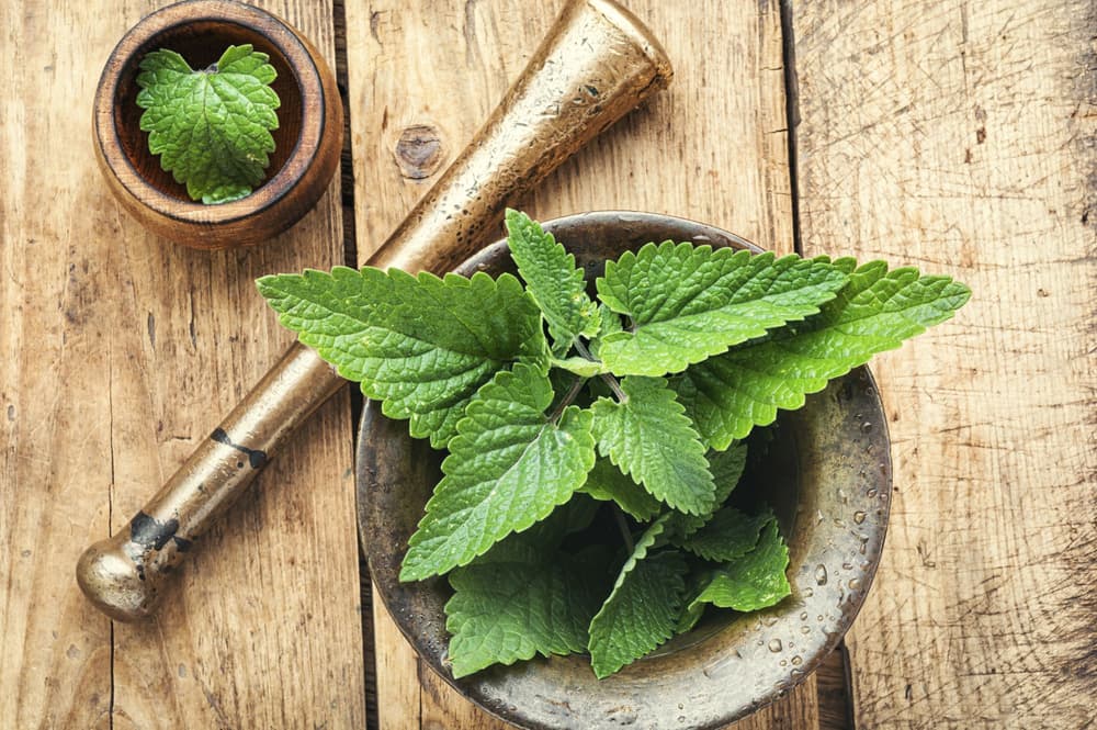 Melisa – na co pomaga, od jakiego wieku dla dziecka Melisa – na co pomaga, od jakiego wieku dla dziecka