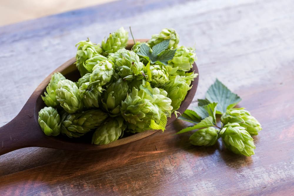 Szyszki chmielu – czy można je stosować u dzieci? Szyszki chmielu – czy można je stosować u dzieci?